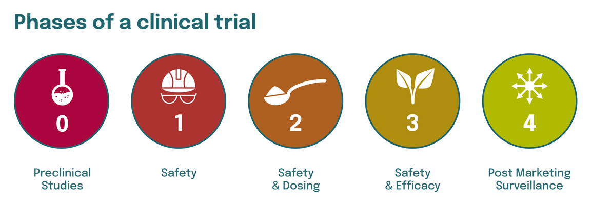 4 phases of a clinical trial infographic